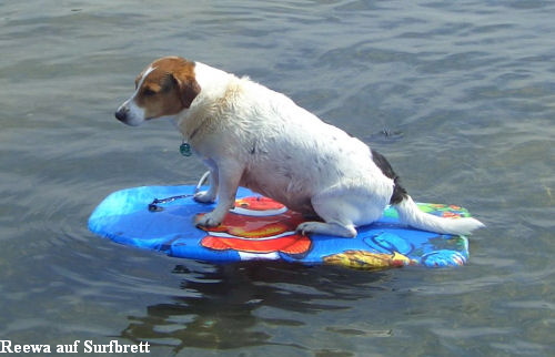 Reewa Surfbrett